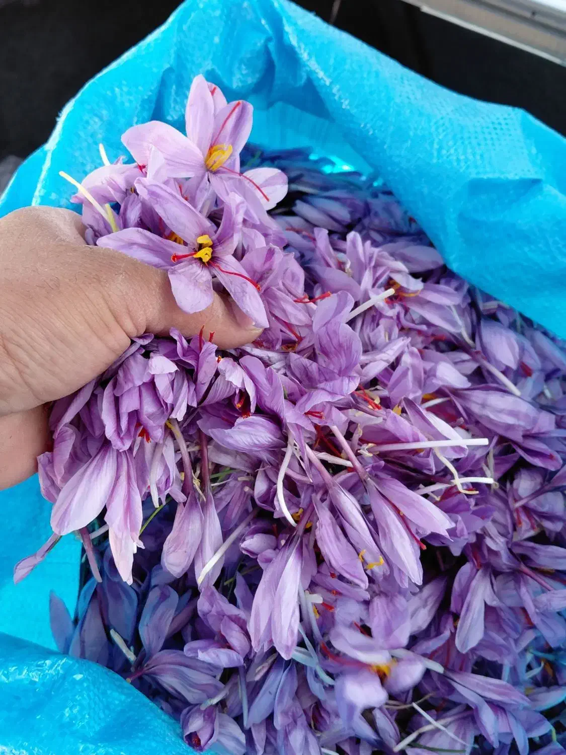 گل زعفران|خوردنی و آشامیدنی|نیمبلوک, |دیوار