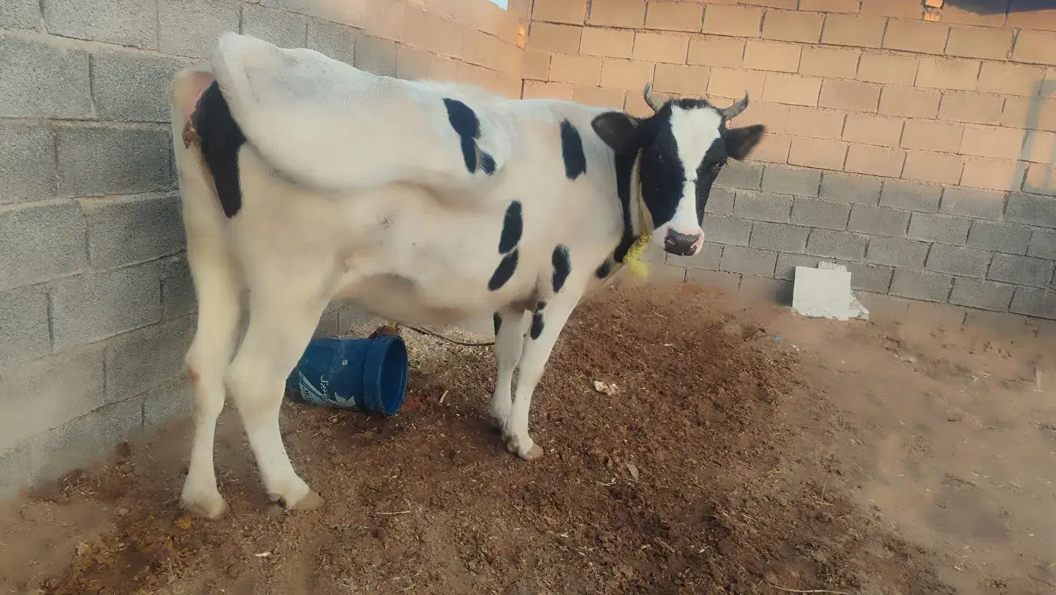 گاو خارجی نزدیک زایمان|حیوانات مزرعه|کرخه, |دیوار