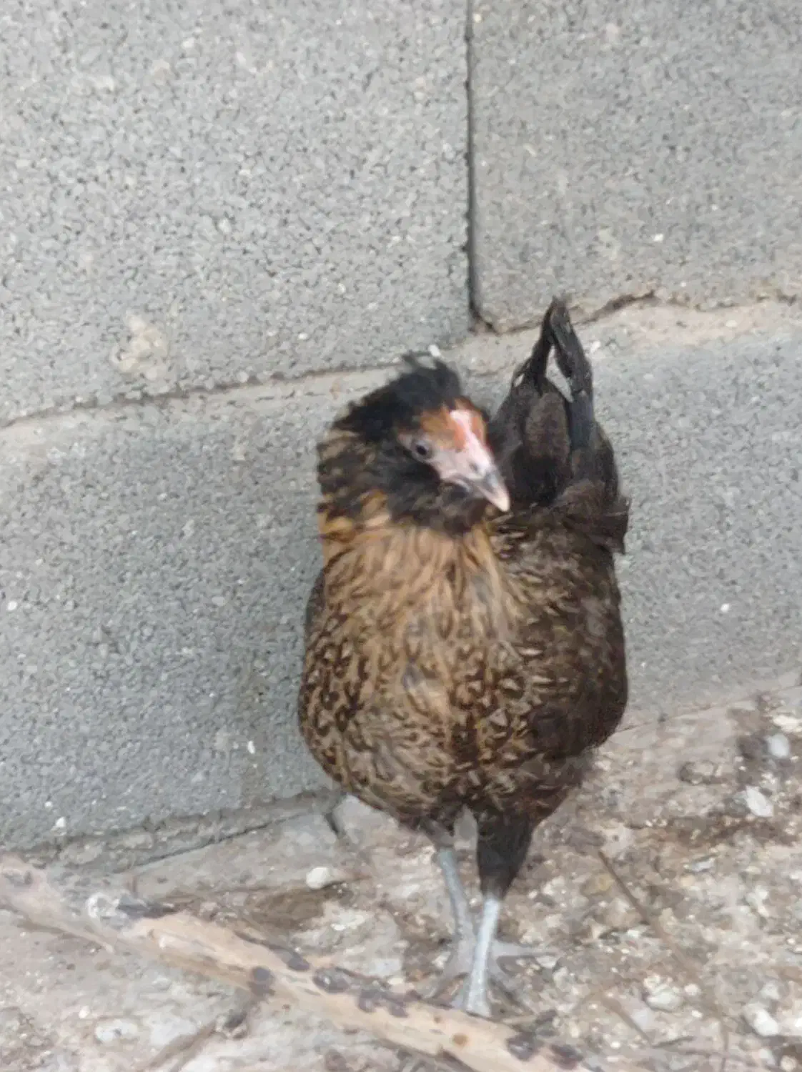 فروشی|حیوانات مزرعه|خورموج, |دیوار