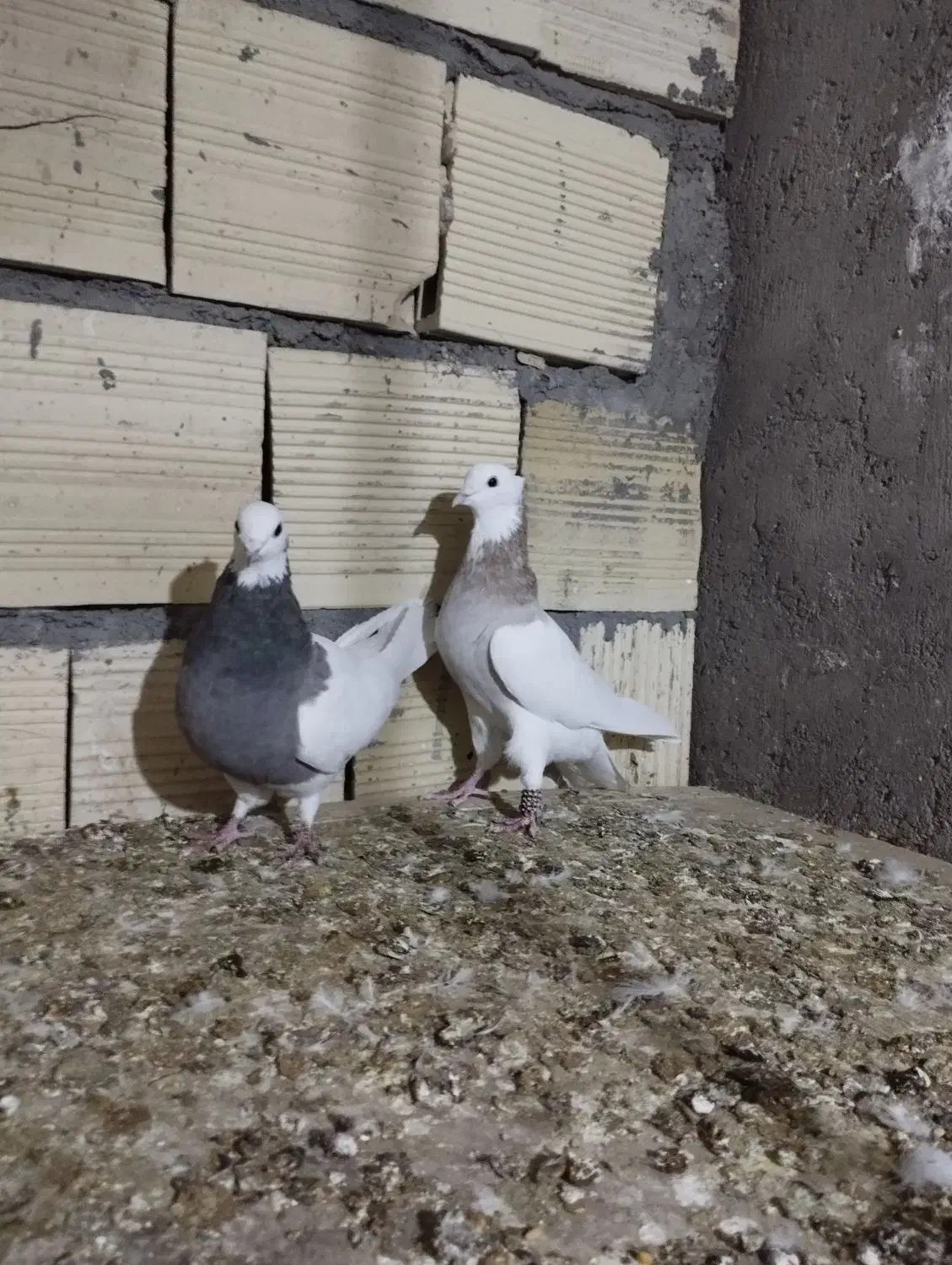 نرماده طوقی|پرنده|بم, |دیوار