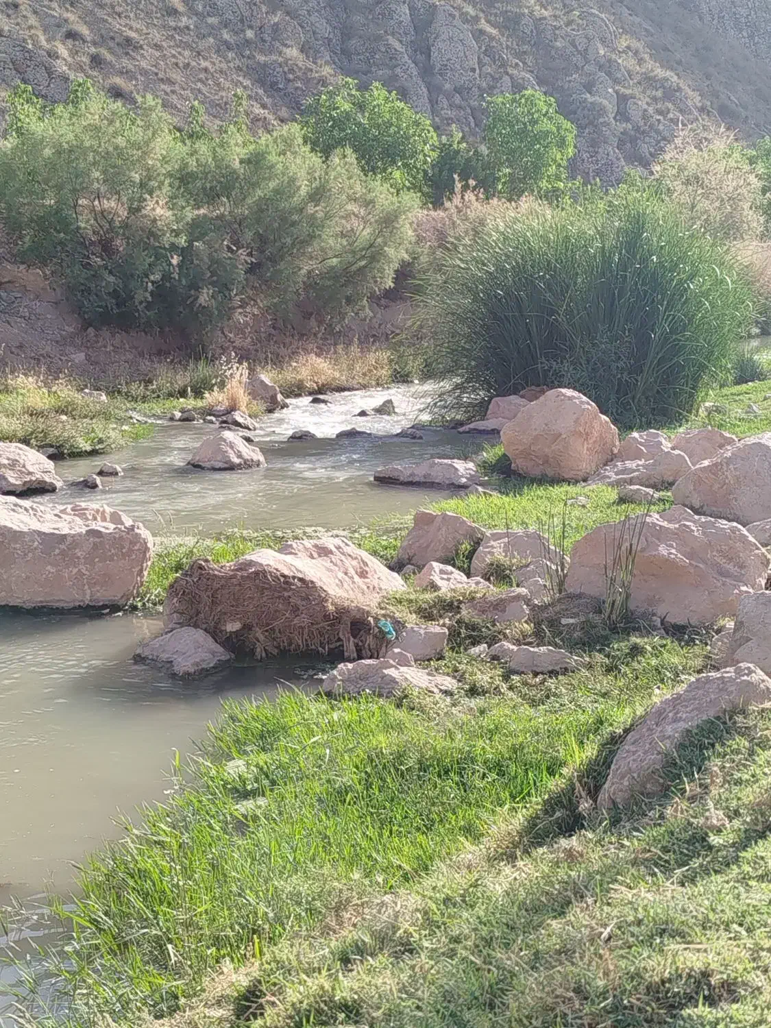 کاه عدس|لوازم جانبی حیوانات|گرمخان, |دیوار