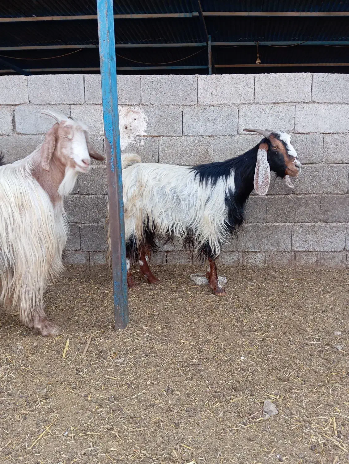 بز ابستن|حیوانات مزرعه|برازجان, |دیوار