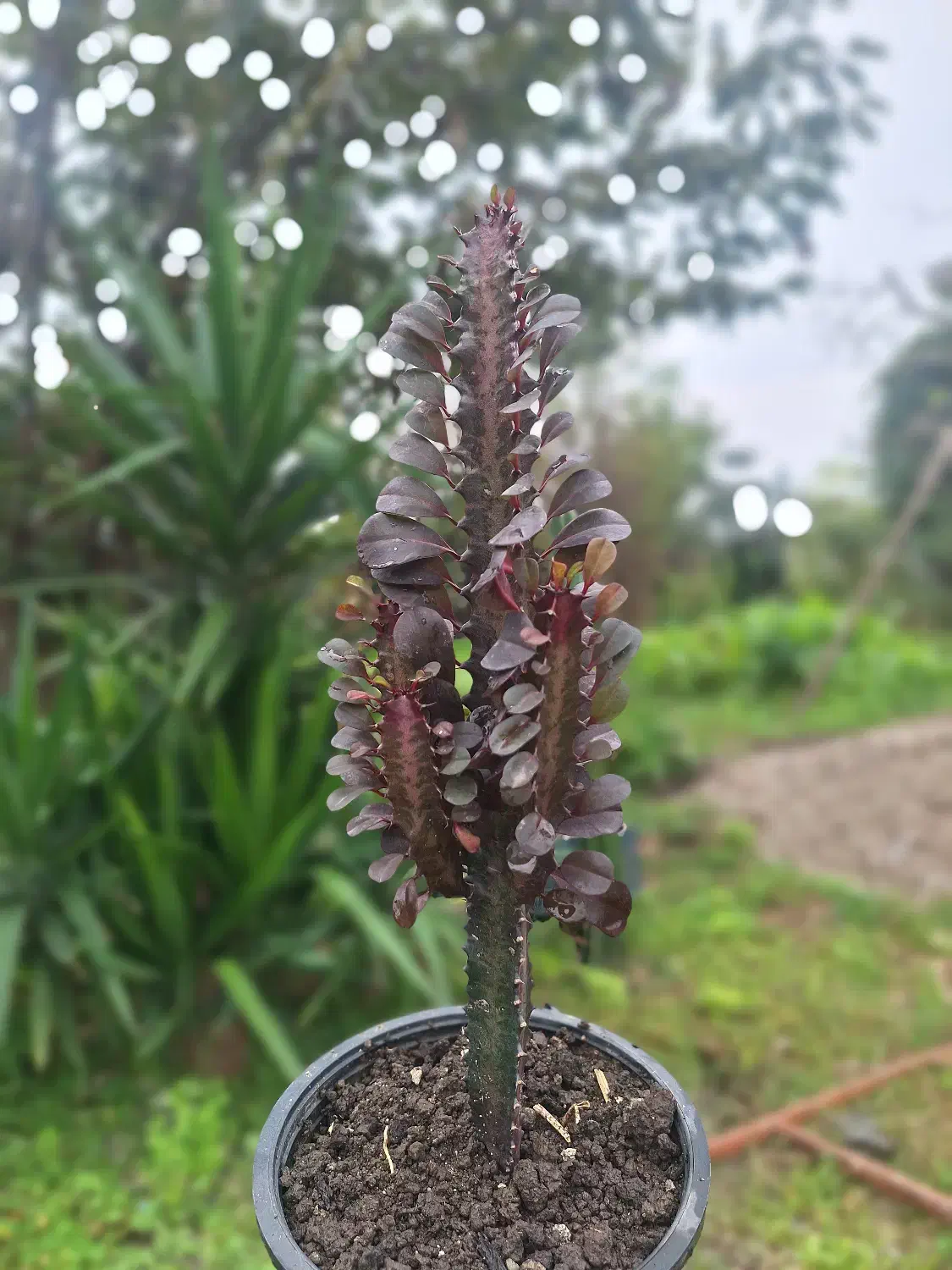 افوربیا قرمز|گل و گیاه طبیعی|شیرود, |دیوار