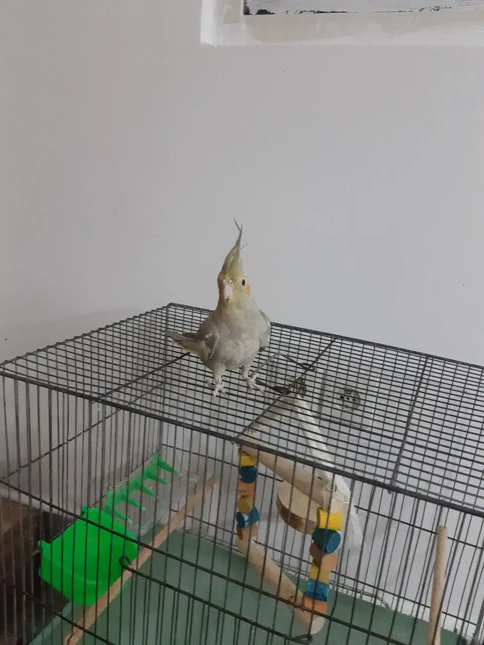 عروس هلندی نرباقفس وهمه لوازمش یه چیزی بلغور میکنه|پرنده|قم, انصارالحسین|دیوار