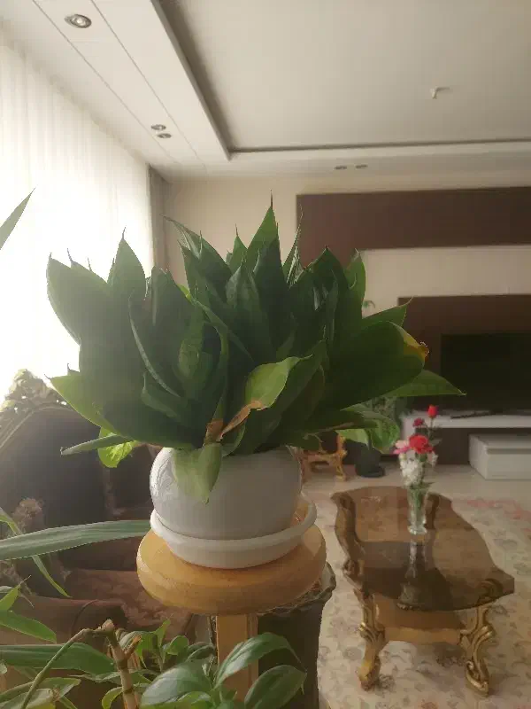 سانسوریا پاکوتاه|گل مصنوعی|مشهد, دانشجو|دیوار