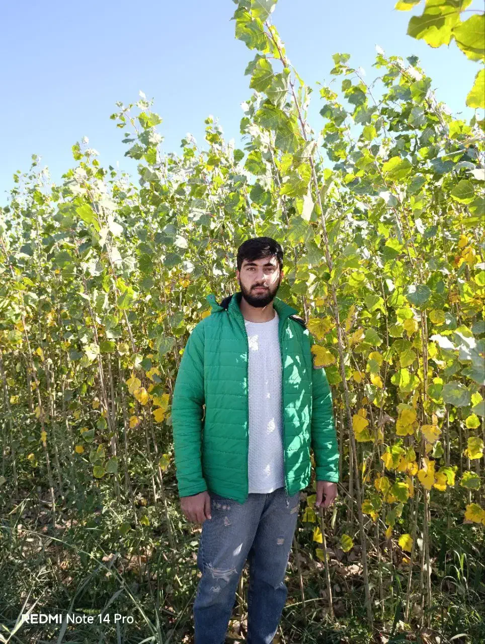 نهال صنوبر و کبوده یک سال تا پنج سال|خدمات باغبانی و درختکاری|سنندج, |دیوار