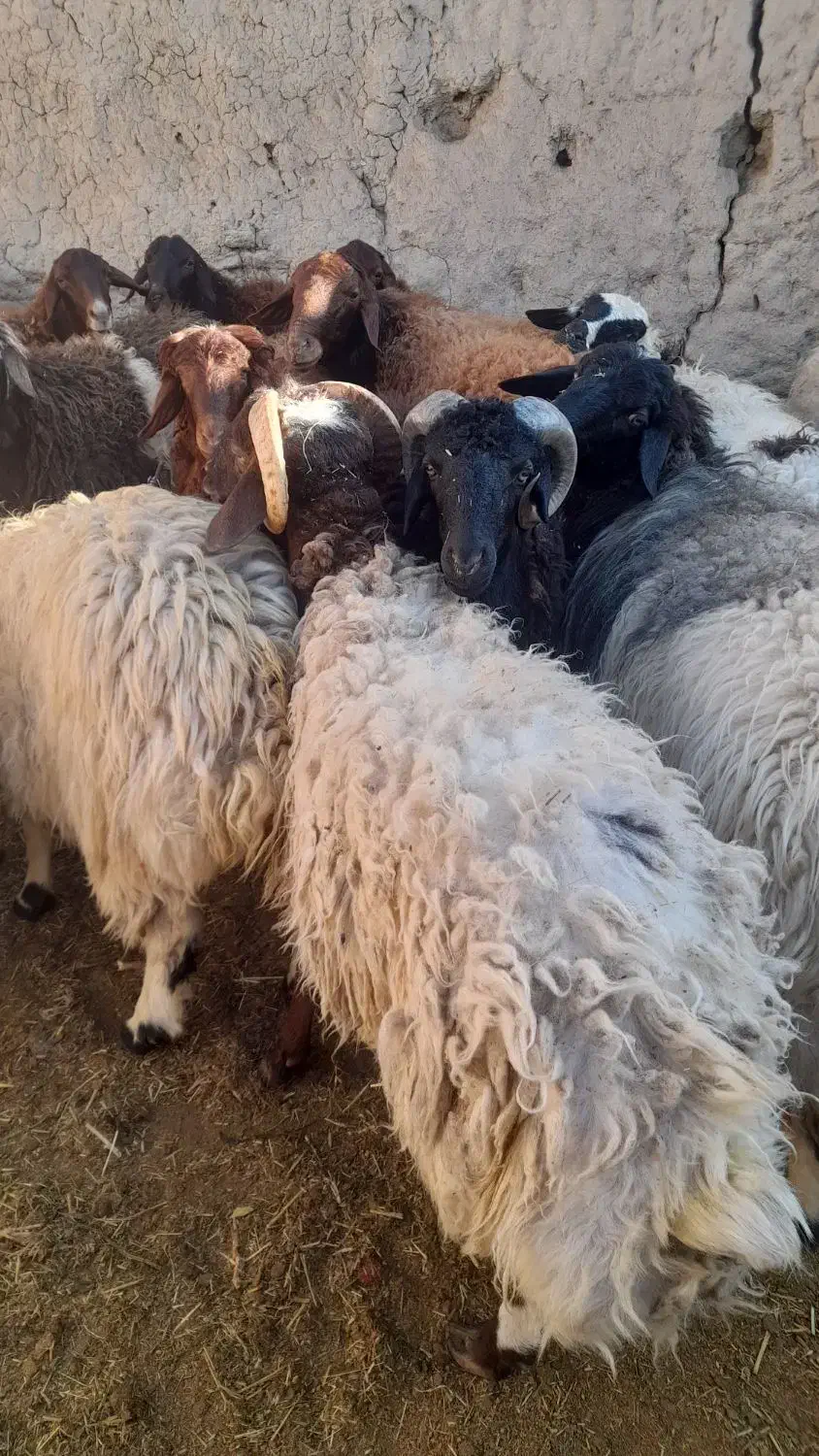 فروش بره نر|حیوانات مزرعه|مروست, |دیوار