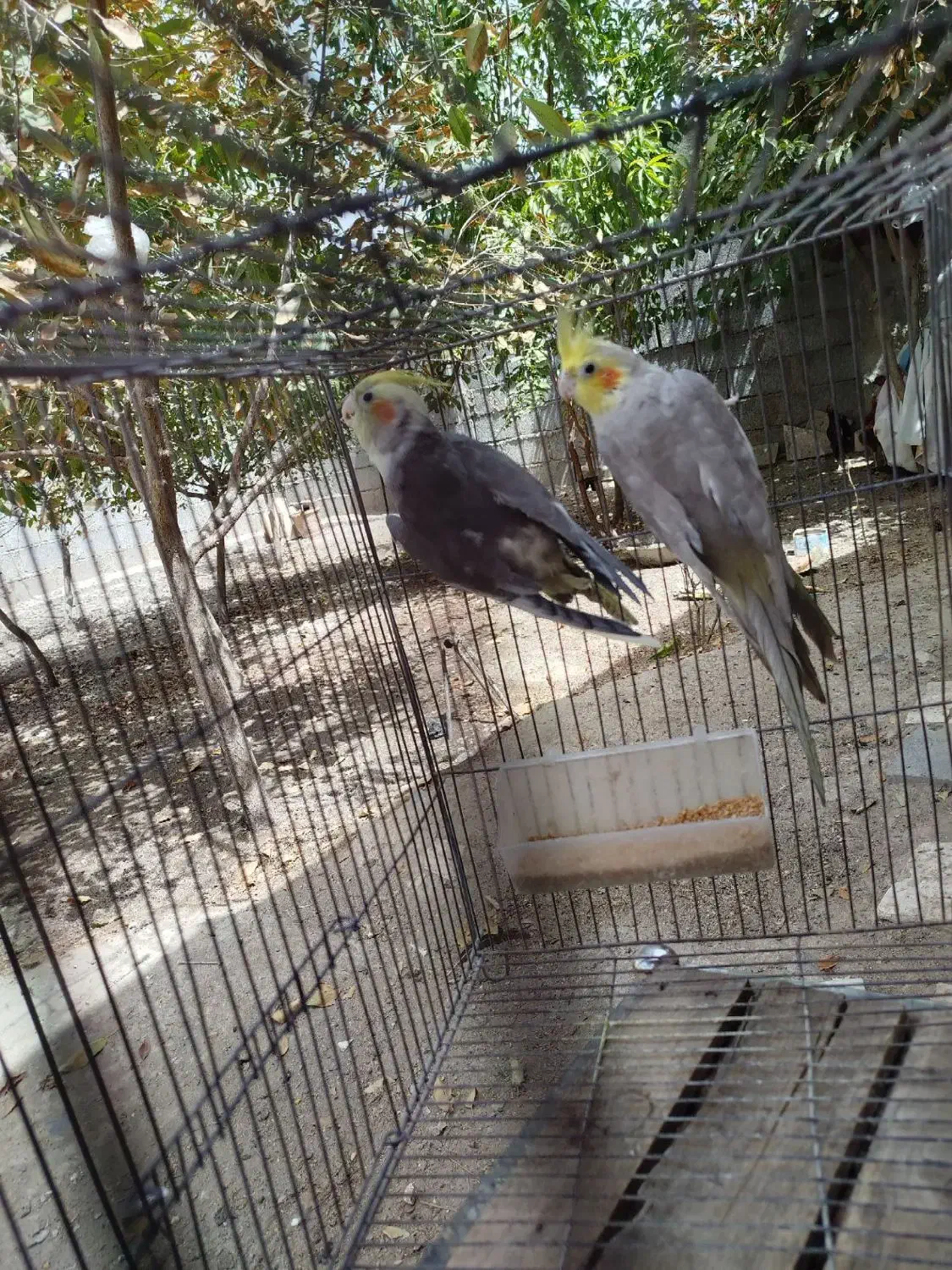 عروس هلندی ابلغ آهویی|پرنده|مشهد, چهاربرج|دیوار