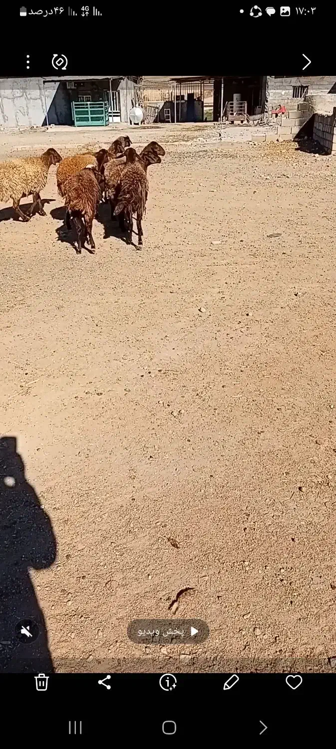 ۸راس شیشک ماده درجه یک ابستن|حیوانات مزرعه|صحنه, |دیوار