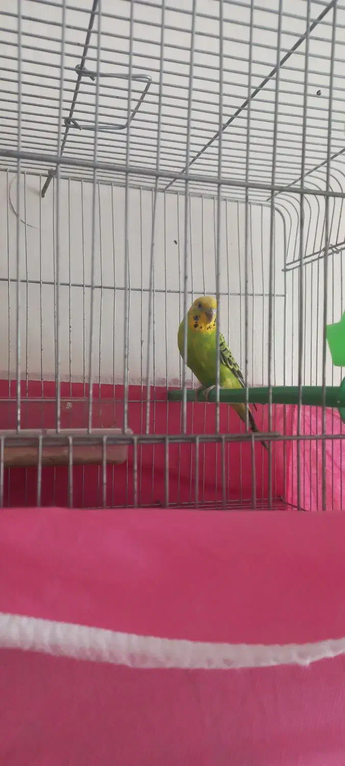 نر جوان|پرنده|برخوار, |دیوار