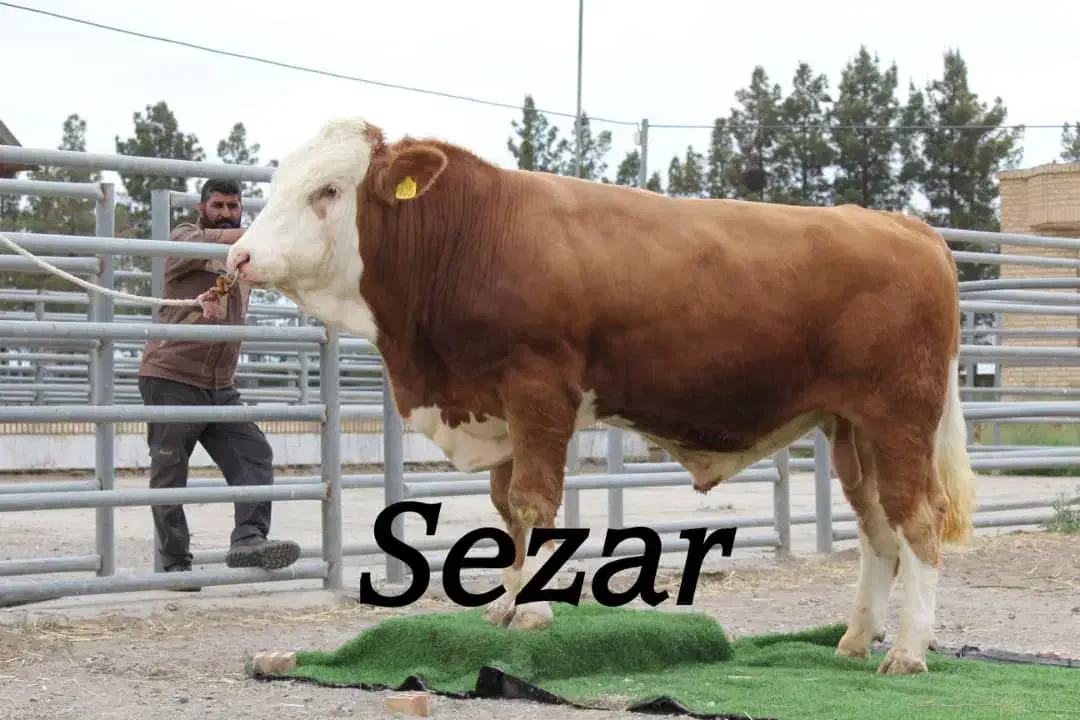 کارگر ماهر گاوداری میخام|استخدام صنعتی، فنی، مهندسی|رامیان, |دیوار