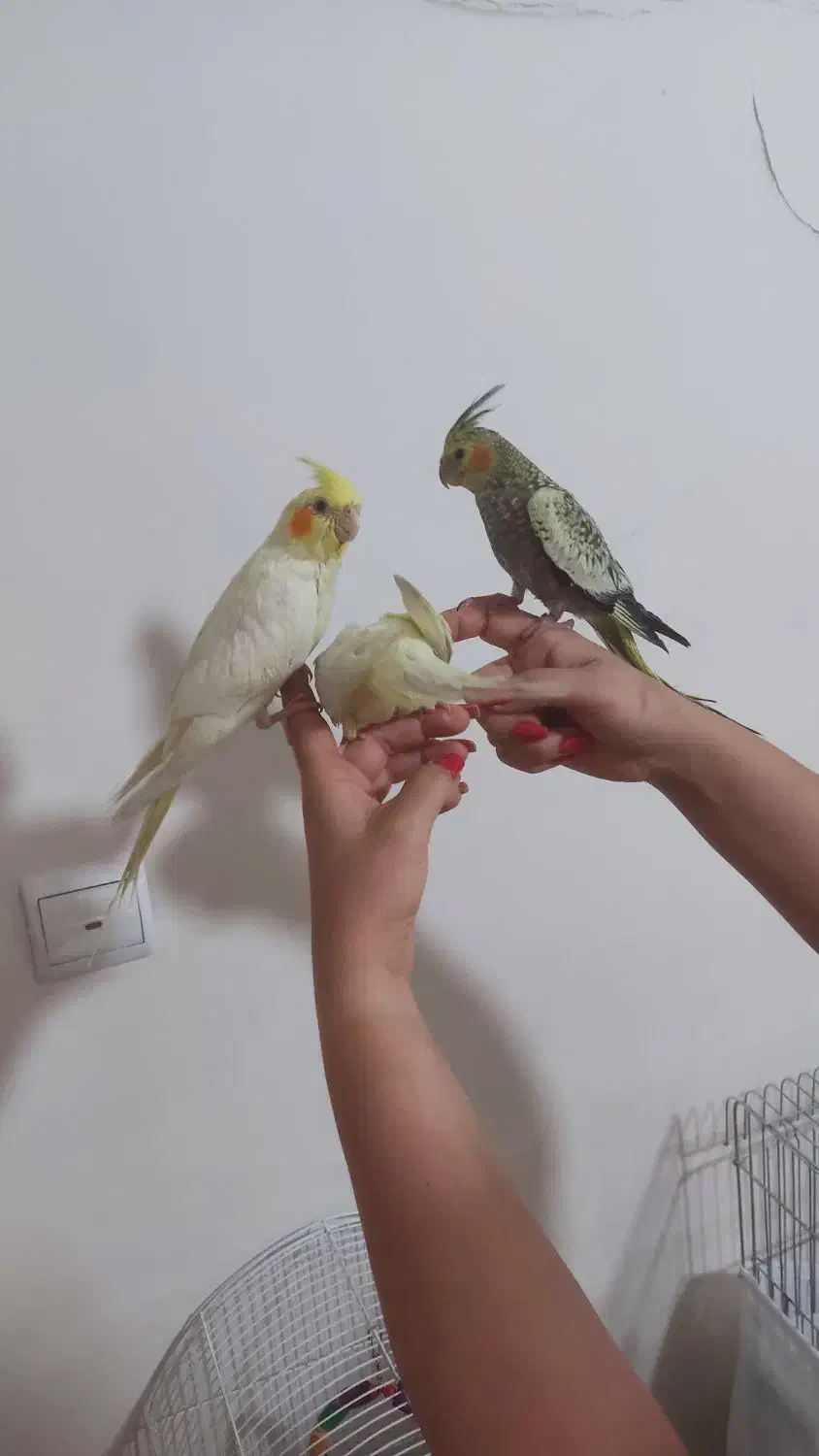 جوجه عروس هلندی ۲ماهه|پرنده|تهران, جوادیه تهرانپارس|دیوار