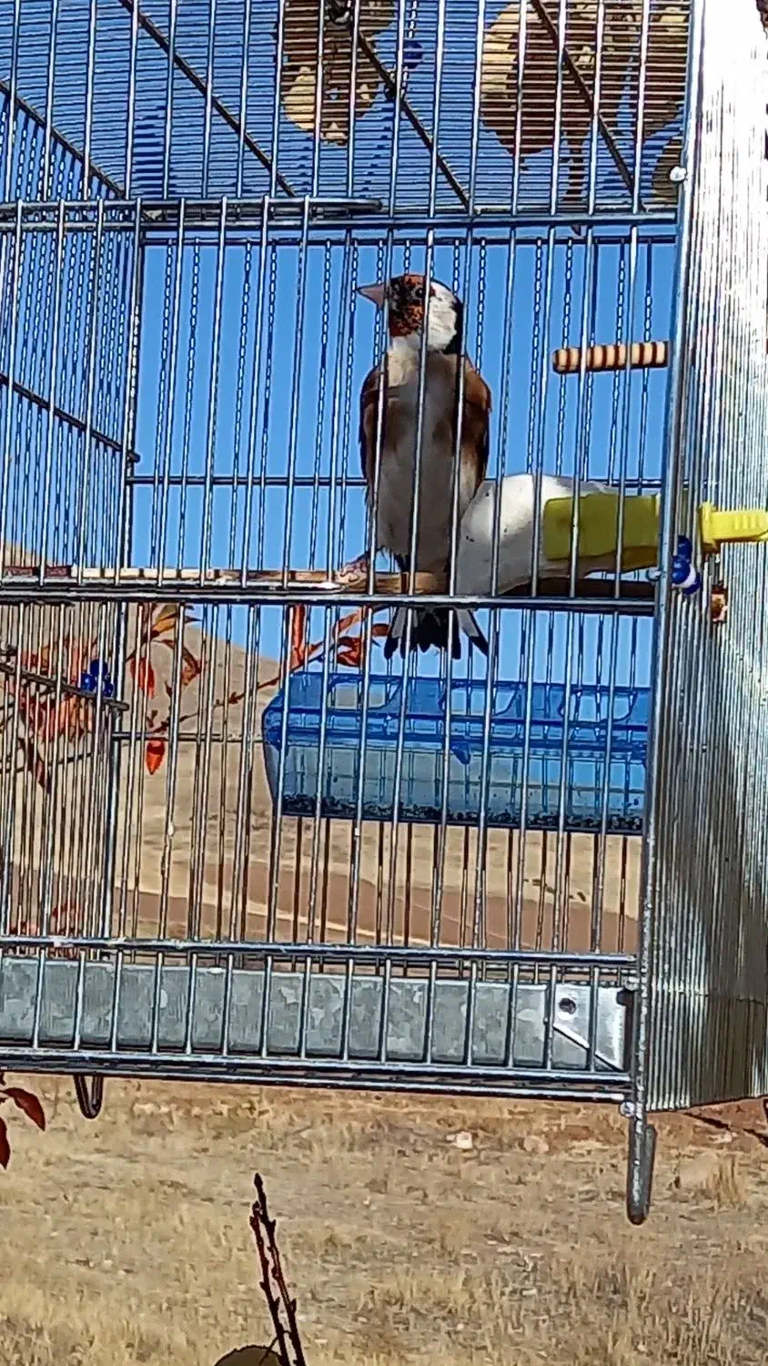 سهره|پرنده|موچش, |دیوار