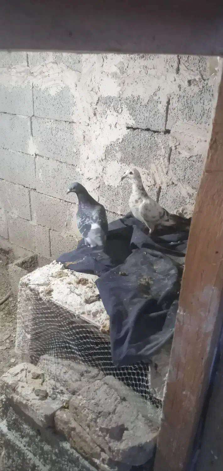 دوبرمسافتی|پرنده|مشگین شهر, |دیوار