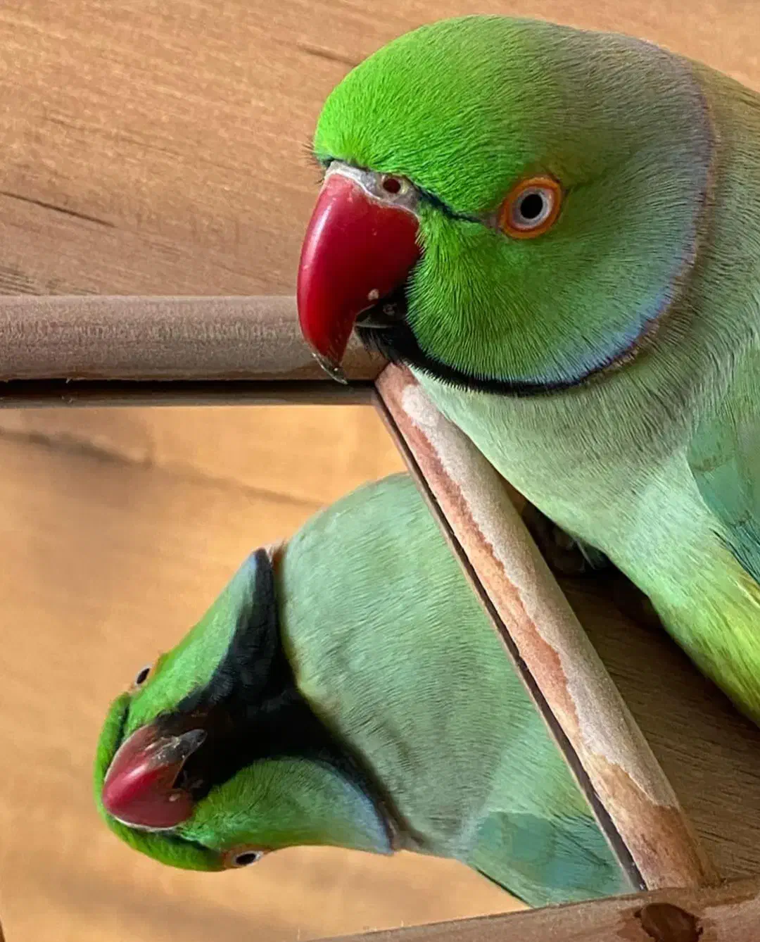 ملنگو فوق استسنایی|پرنده|ارومیه, |دیوار