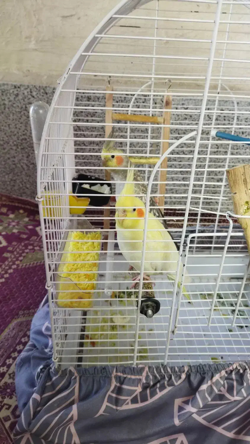 یه جفت عروس هلندی|پرنده|نسیمشهر, |دیوار