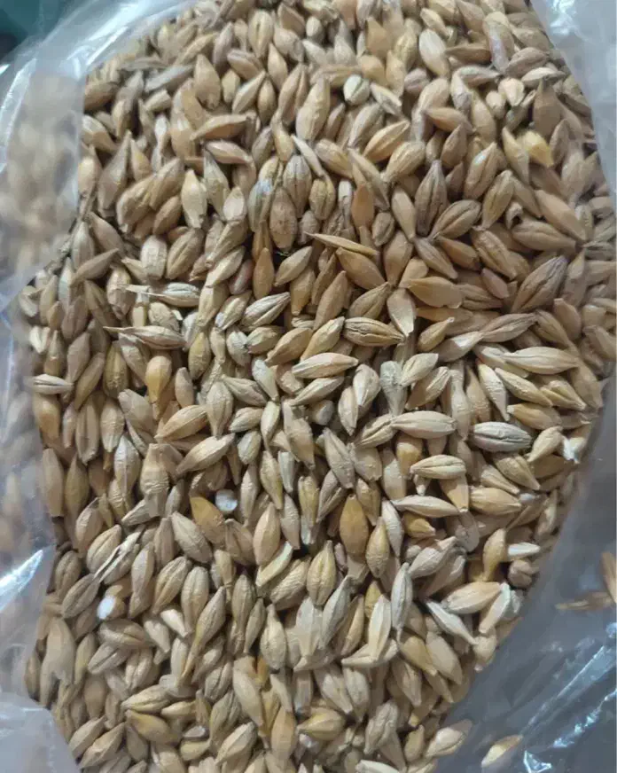 جو گندم|لوازم جانبی حیوانات|شیراز, شهرک استقلال|دیوار