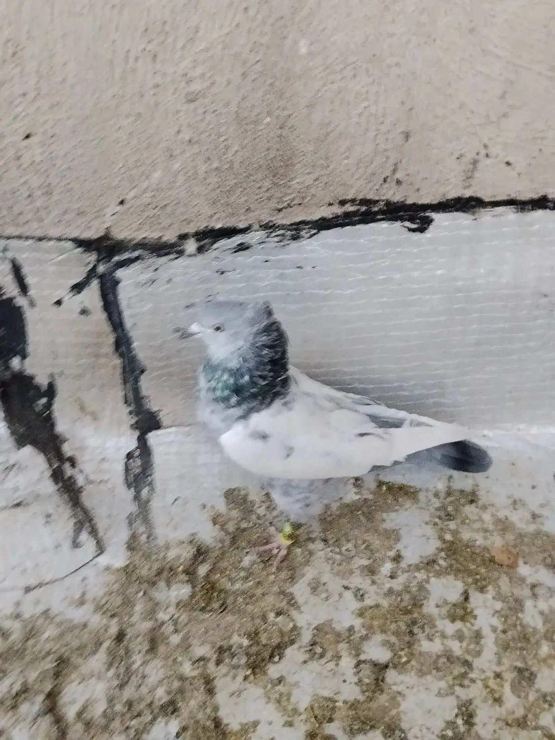 کفتر سینه سبز|پرنده|شیراز, شهدای شهرک سعدی|دیوار