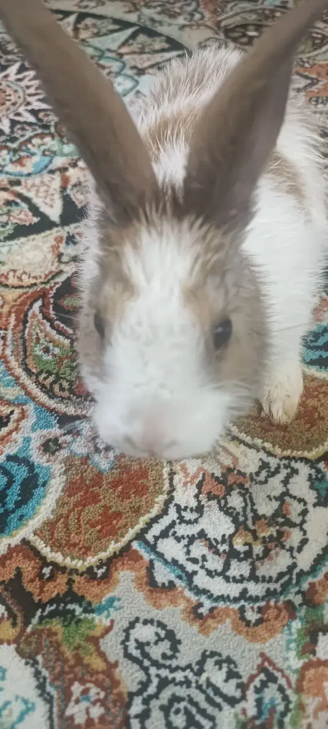 خرگوش باهوش|موش و خرگوش|تبریز, |دیوار