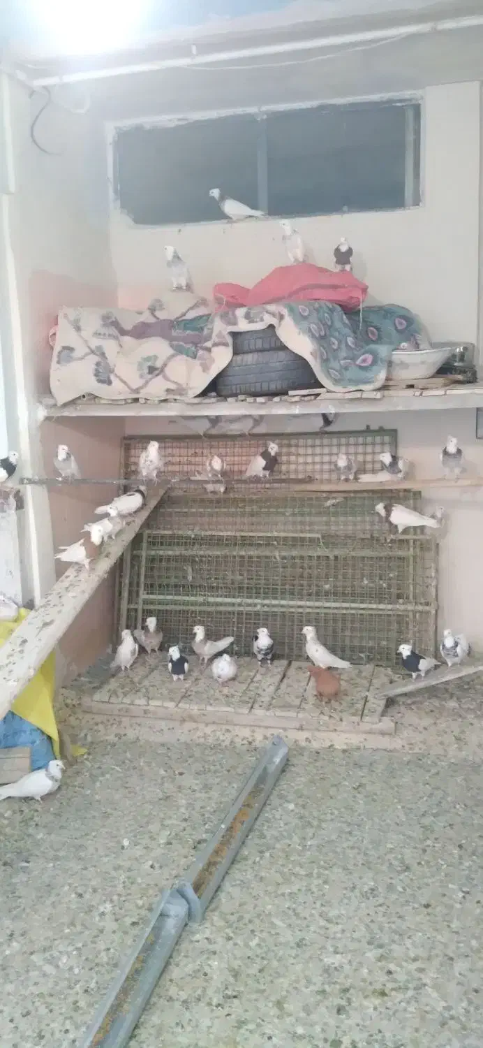 کبوتر طوقی|پرنده|سنقر, |دیوار