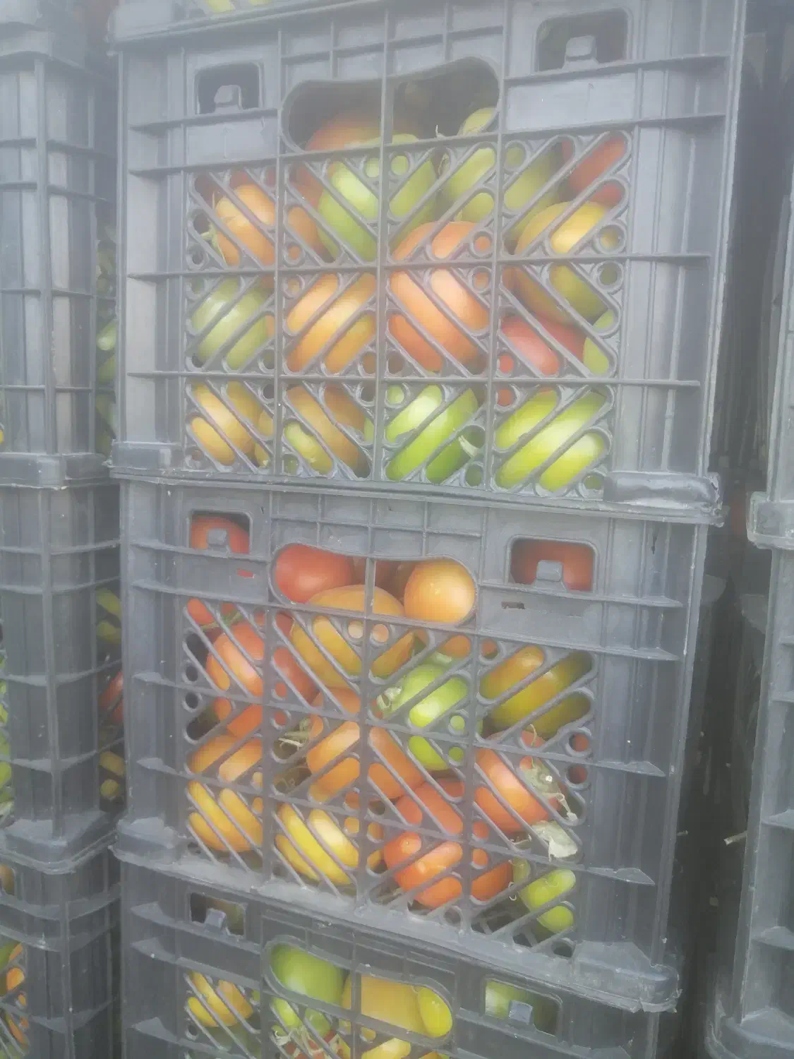 فروش گوجه قرمزوسبزدورنگ...|خوردنی و آشامیدنی|درودزن, |دیوار