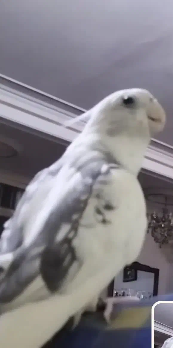 عروس گمشده|حیوانات|قم, بلوار امین و ساحلی|دیوار