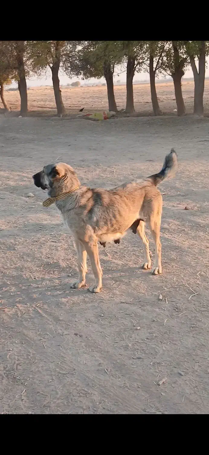 لاس گله ای|حیوانات مزرعه|گرمسار, |دیوار