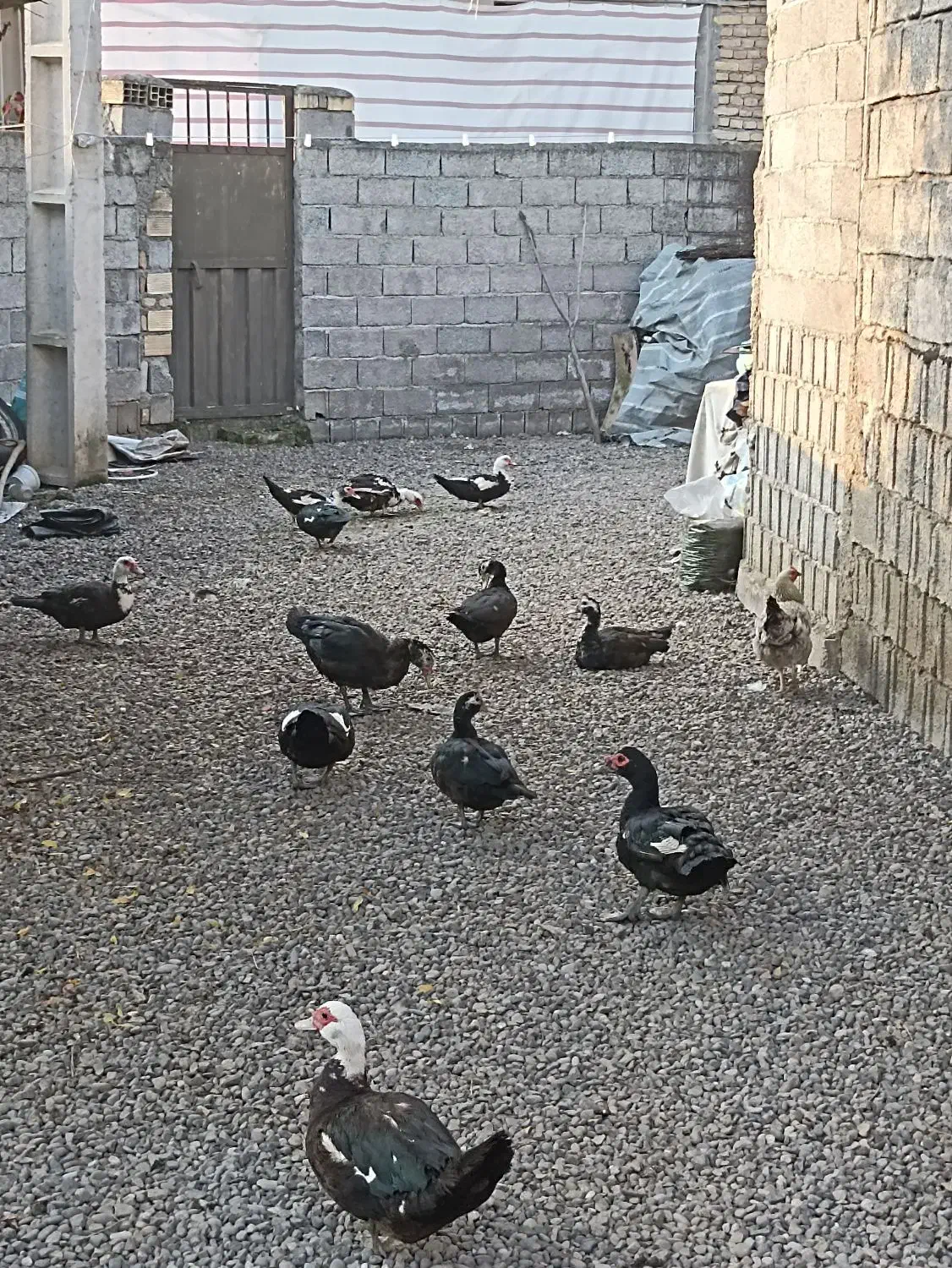 اردک اسرائیلی|حیوانات مزرعه|املش, |دیوار