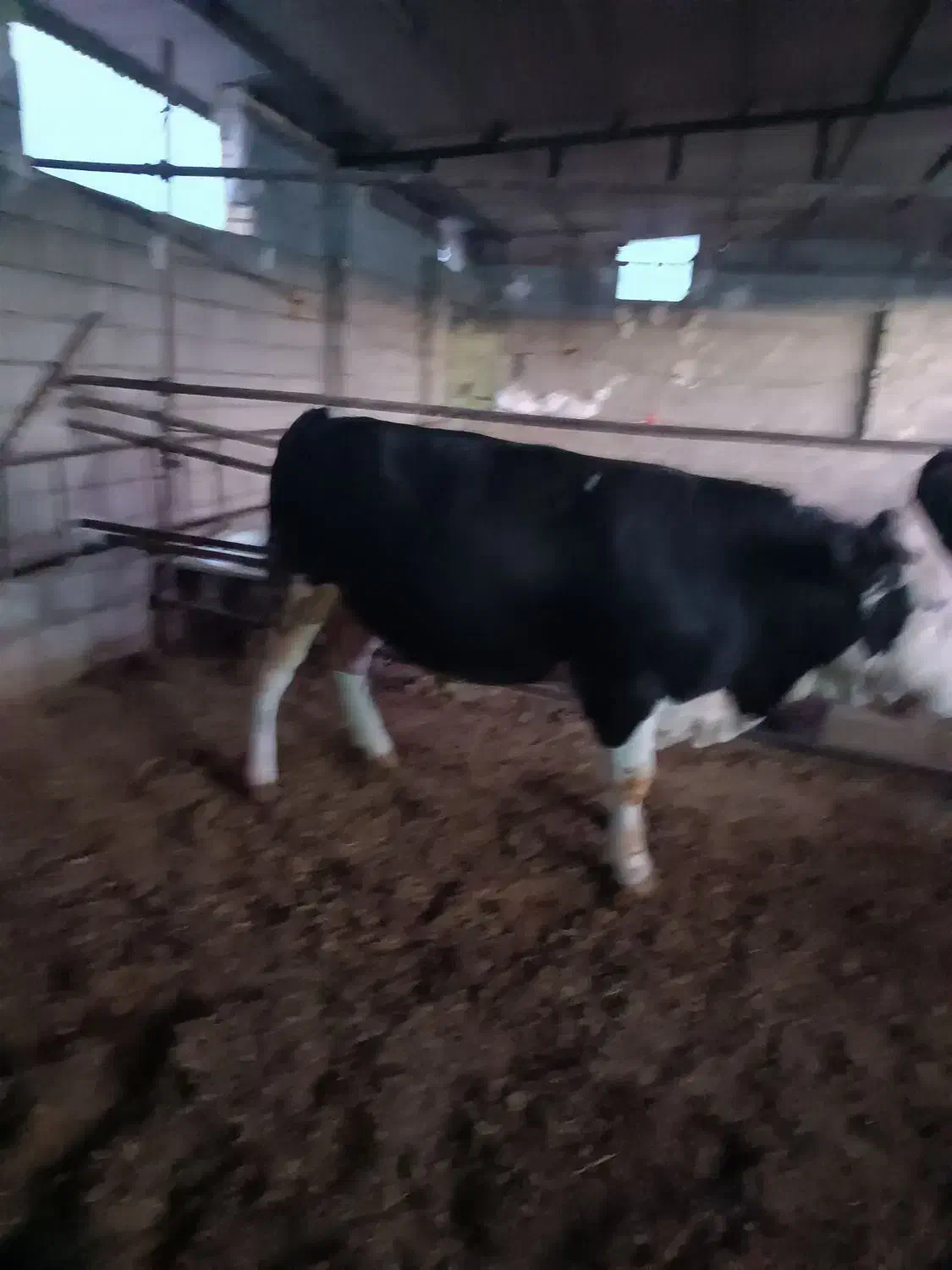 گوساله نر|حیوانات مزرعه|کوهنانی, |دیوار