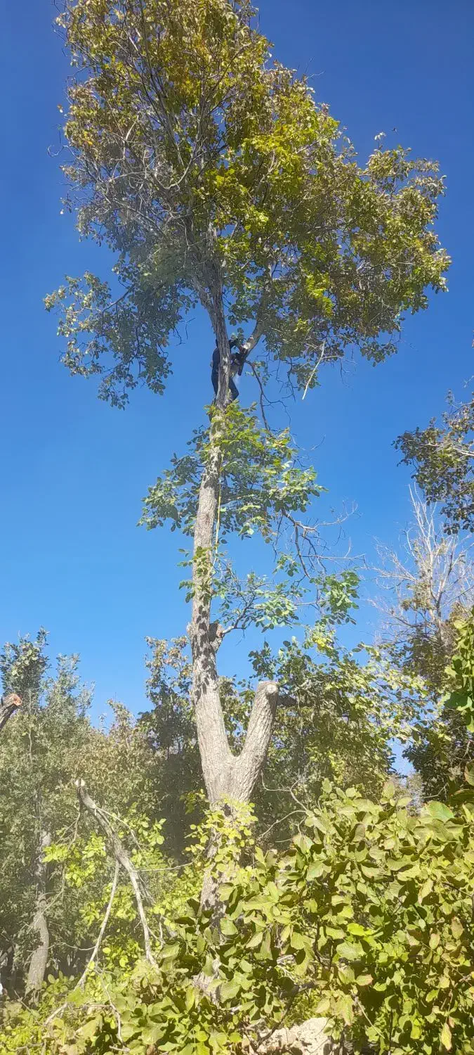 هرس حرفه ایی چوب و خرید|خدمات باغبانی و درختکاری|گلپایگان, |دیوار