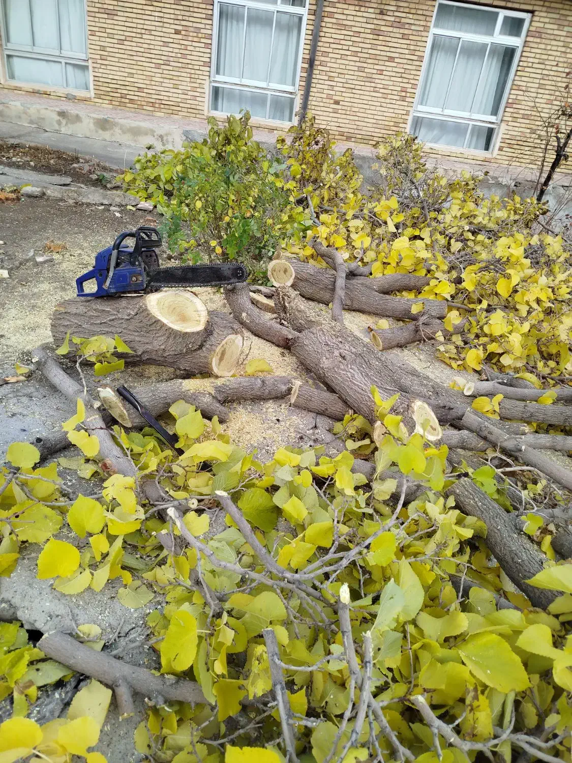 خرید انواع چوب .خرید چوب سقفی و تخته|خدمات باغبانی و درختکاری|تبریز, |دیوار