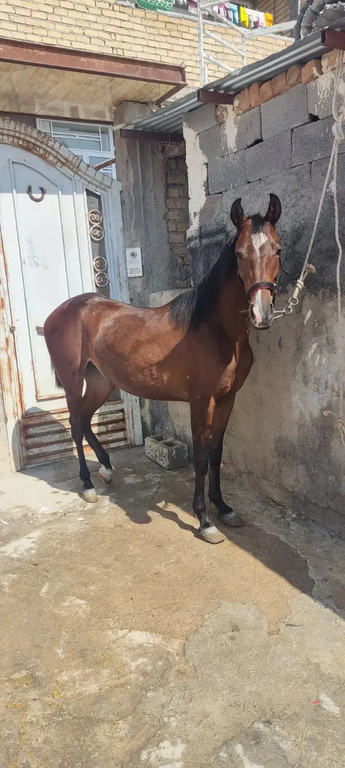 اسب کره مادیون کرد با برگه کشش کره آیند داره|حیوانات مزرعه|مرودشت, کوشک|دیوار