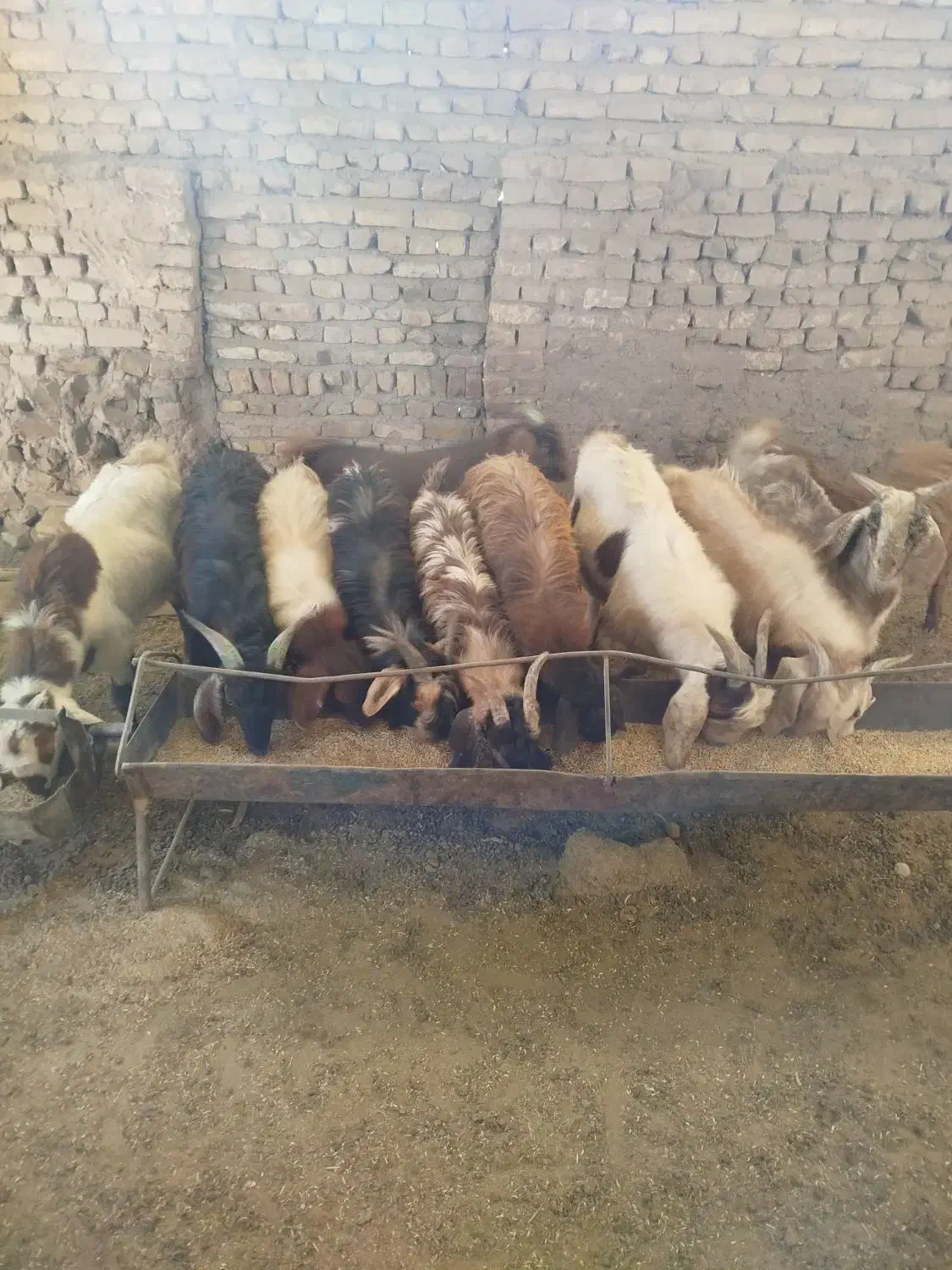 مایل به معاوضه نیستم|حیوانات مزرعه|رشتخوار, |دیوار