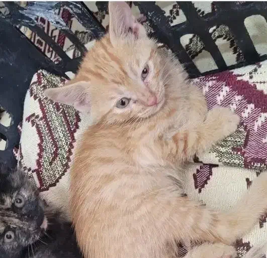 بچه گربه گم شده|حیوانات|کرمانشاه, |دیوار