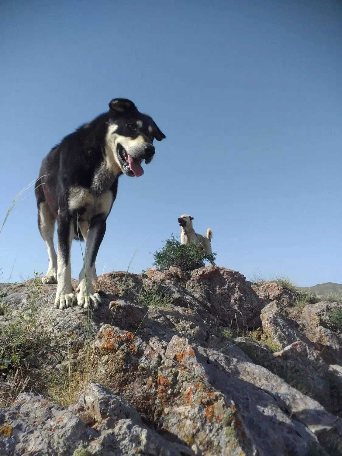 سگ گم شده|حیوانات|قیدار, |دیوار