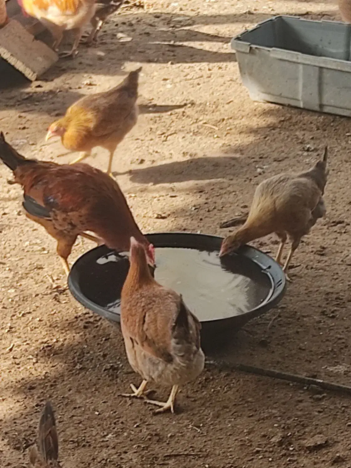 مرغ محلی و خروس|حیوانات مزرعه|گتوند, |دیوار