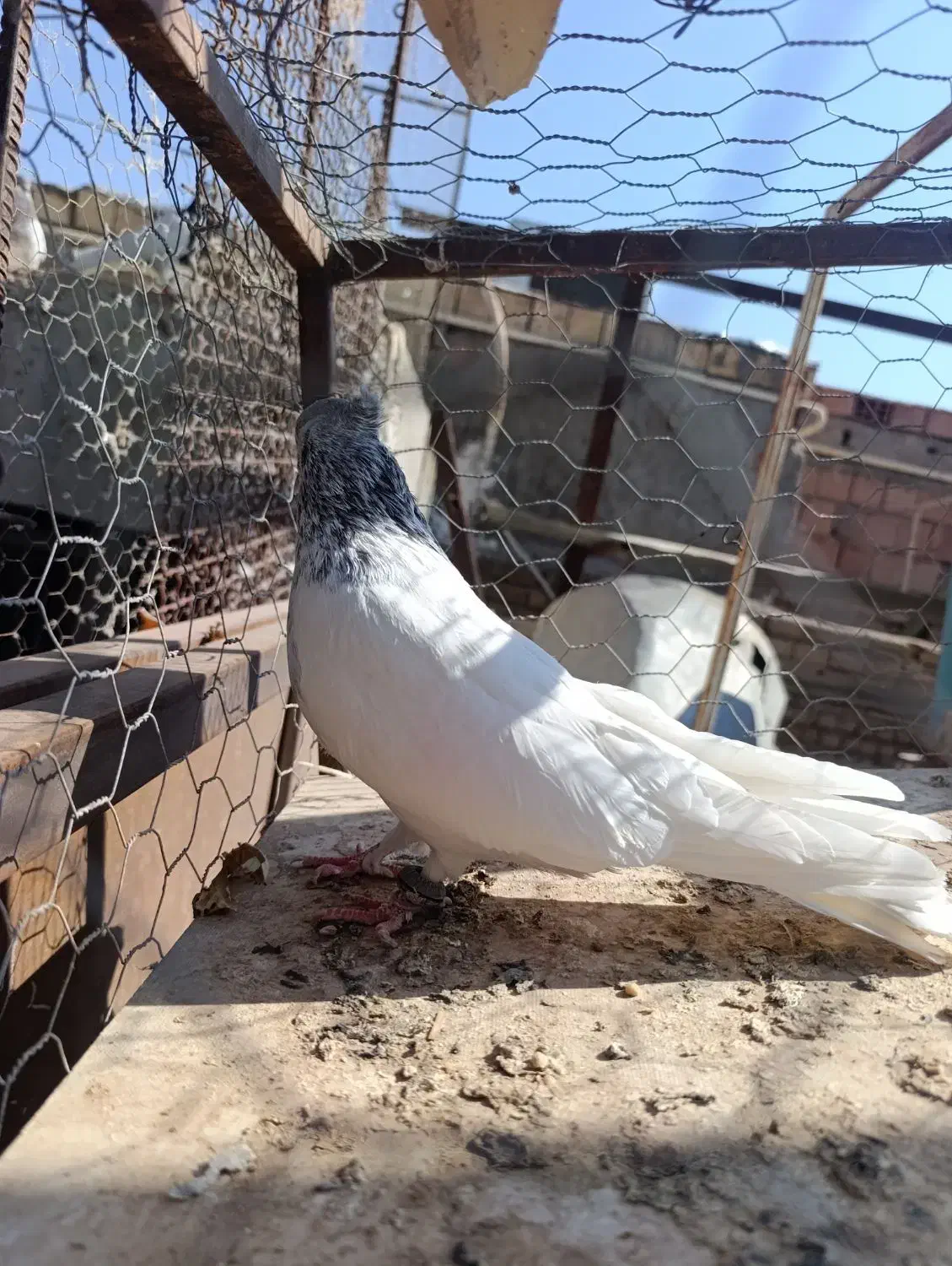 کله ای|پرنده|بم, |دیوار