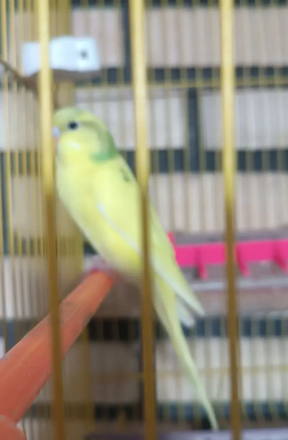 مرغ عشق|پرنده|نیشابور, بلوار گلها|دیوار