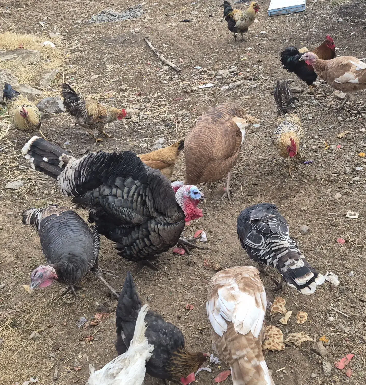 بوقلمون و خروس|حیوانات مزرعه|الشتر, |دیوار