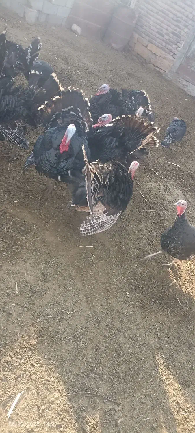 بوقلمون|حیوانات مزرعه|آذرشهر, |دیوار