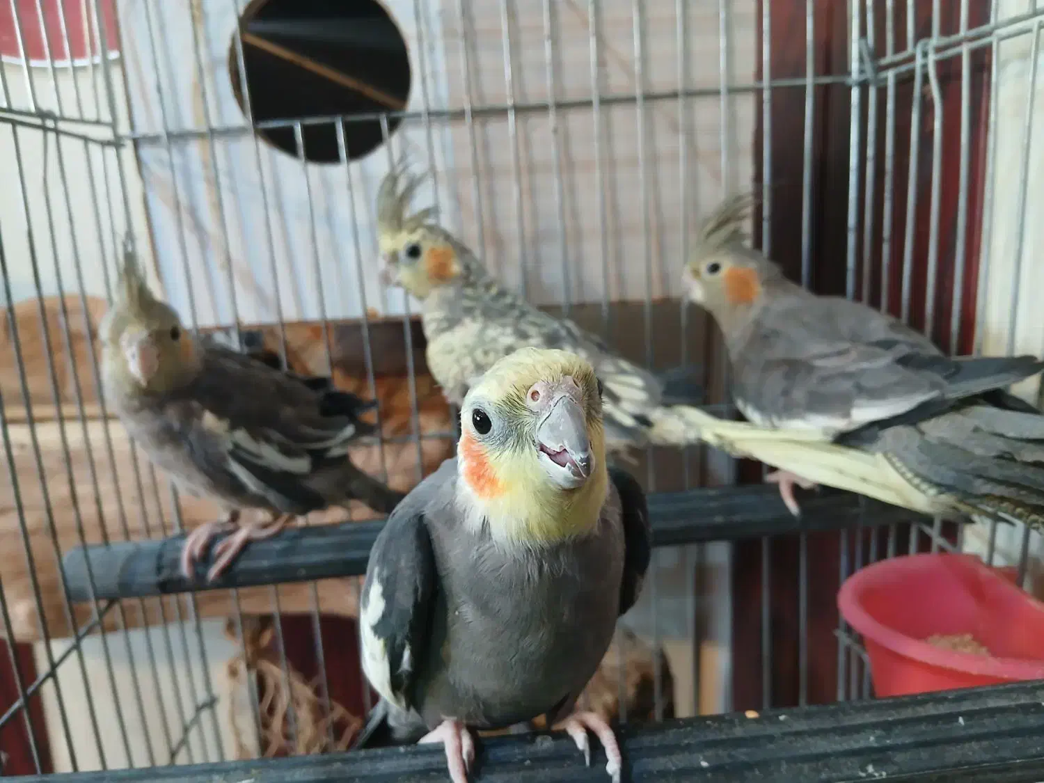 ۷ تا عروس هلندی به همراه قفس و لوازم ۴ تومان|پرنده|مشهد, آبکوه|دیوار