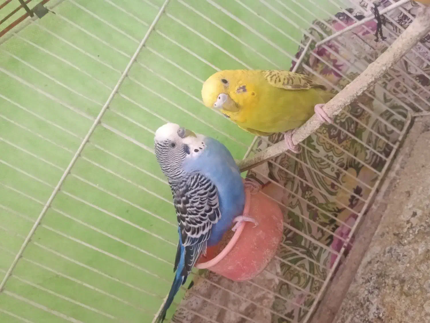 مرغ عشق|پرنده|درح, |دیوار