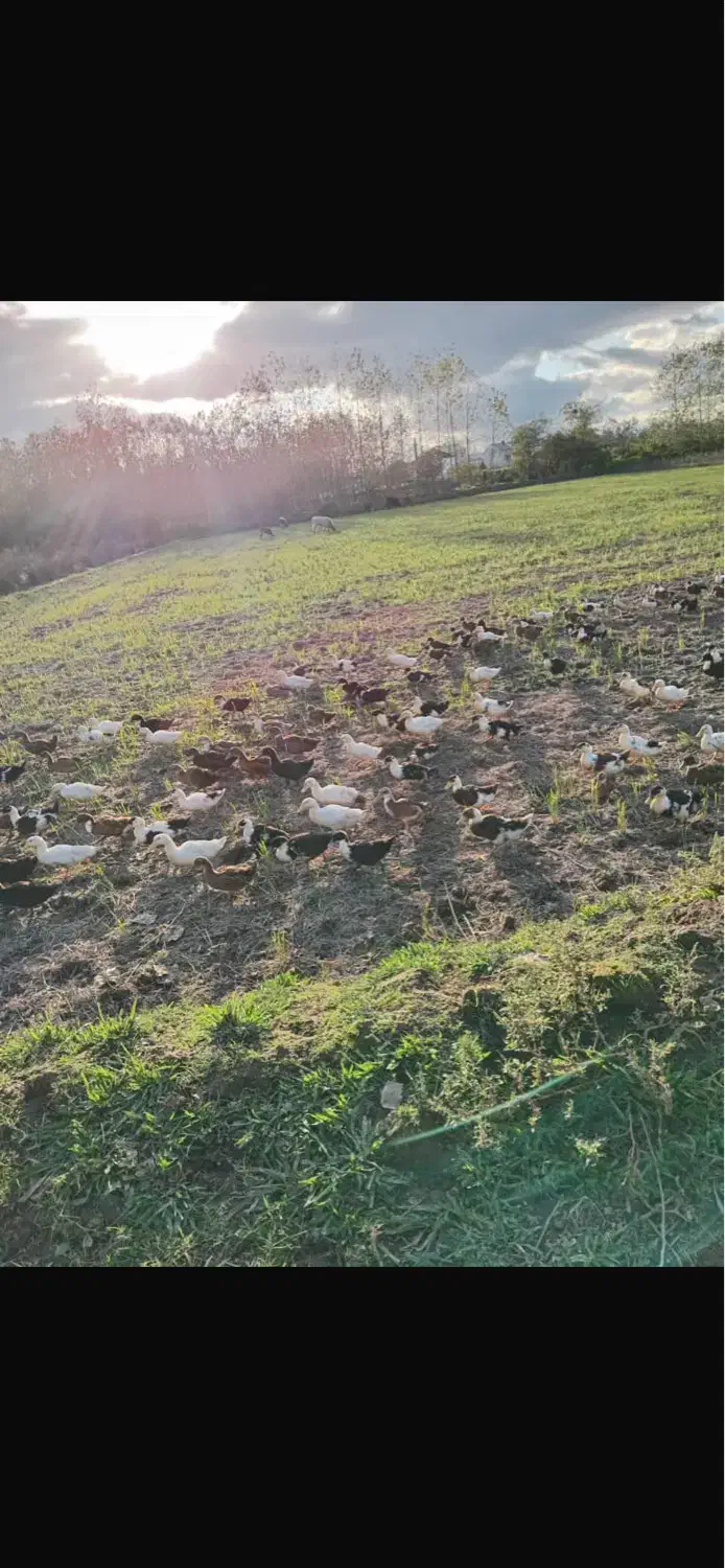 اردک زنده سرحال باقیمت عالی توافقی|حیوانات مزرعه|رشت, فخب|دیوار