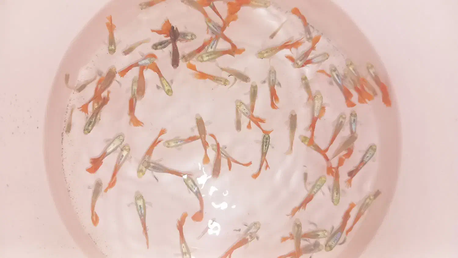 گوپی درشت|ماهی|تهران, کاج|دیوار