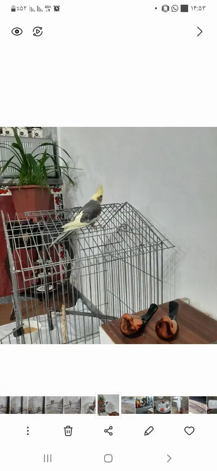 گم شده|پرنده|مشگین شهر, |دیوار