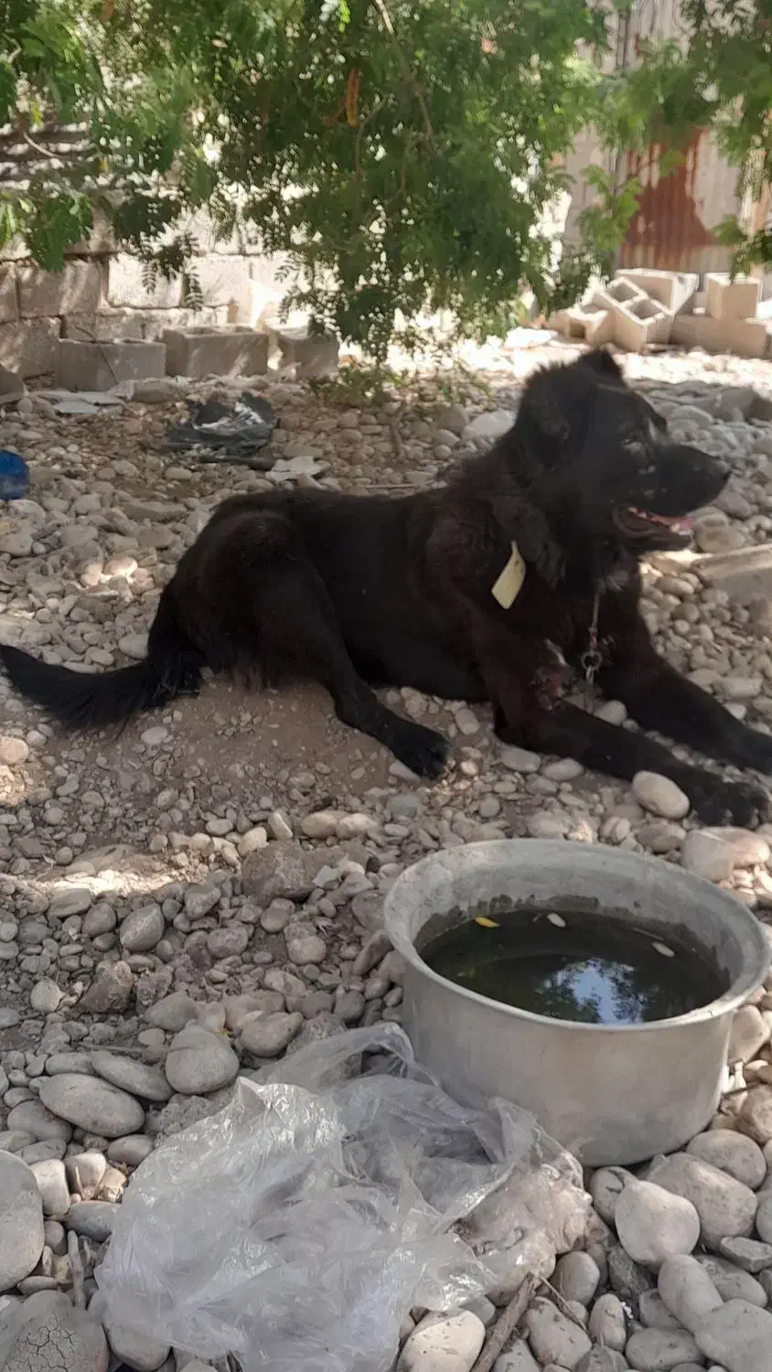 سگ قدریجونی اصیل|سگ|امیدیه, |دیوار