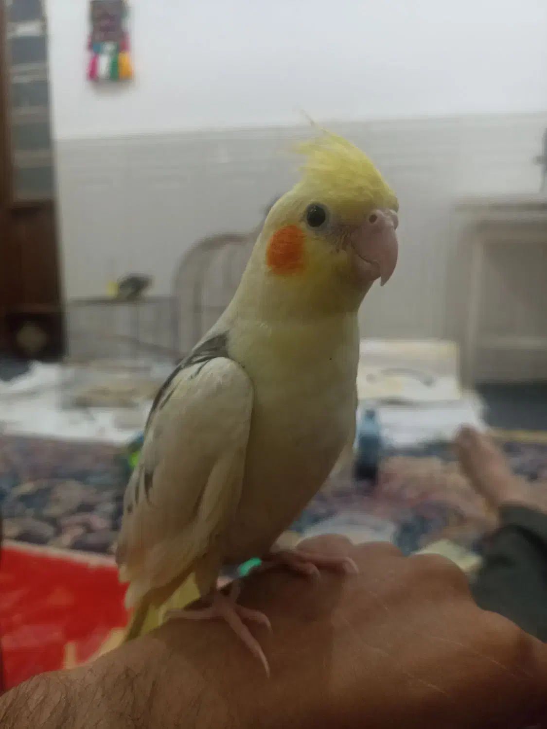 فروش طوطی سرلاکی و دستی نرمه خور|پرنده|لار, |دیوار