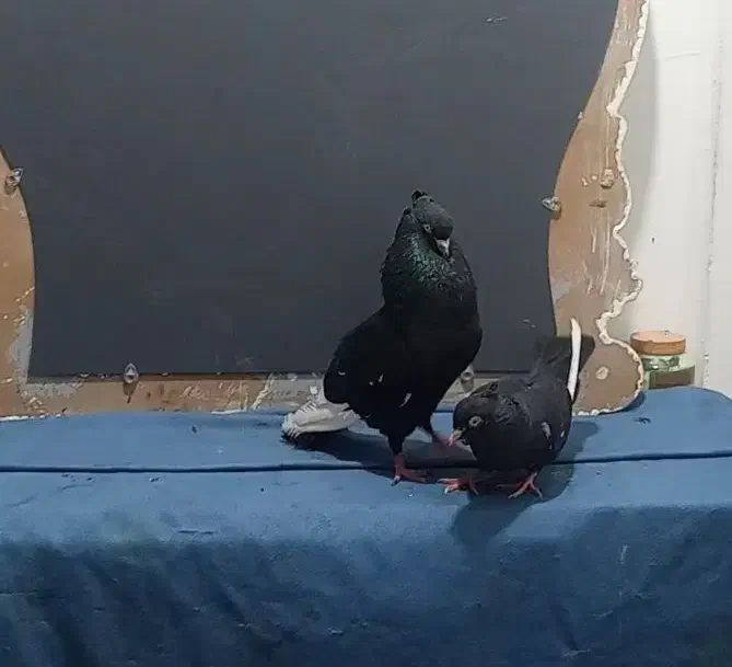 جفت سینه ای درشت و هیکلی|پرنده|اهواز, کمپلو شمالی|دیوار