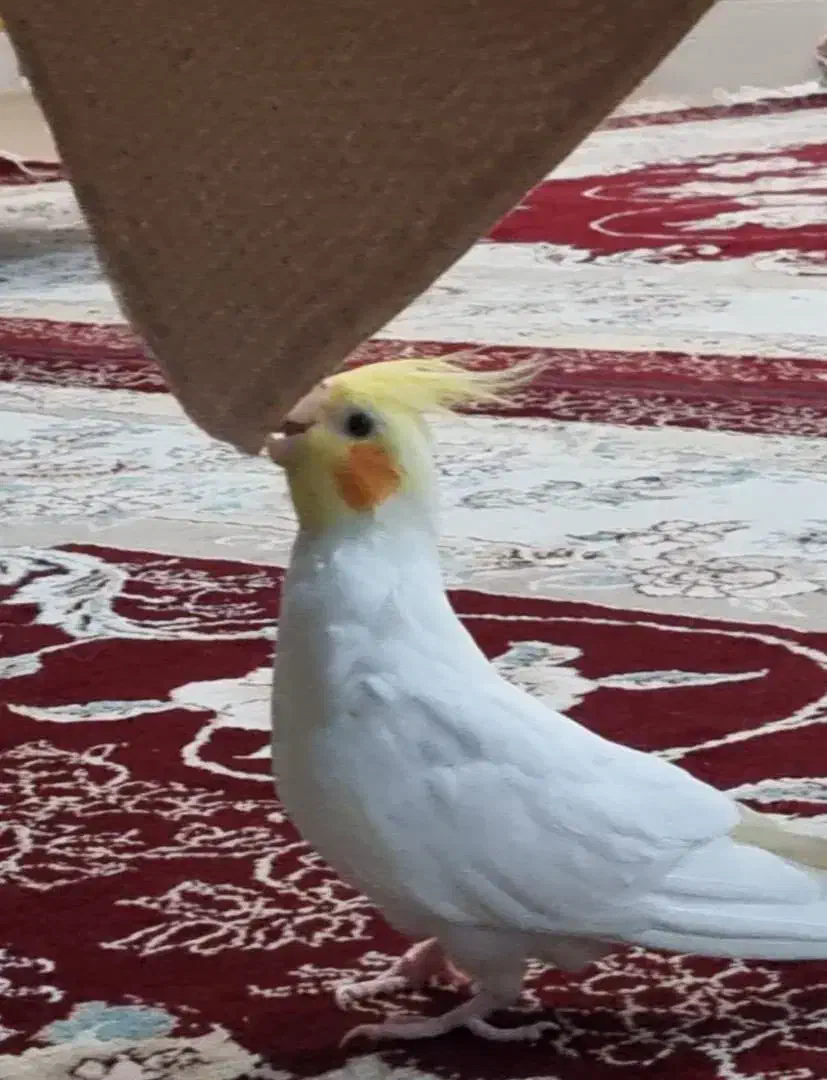 عروس هلندی گم شده کوی مهر|پرنده|شوش, |دیوار