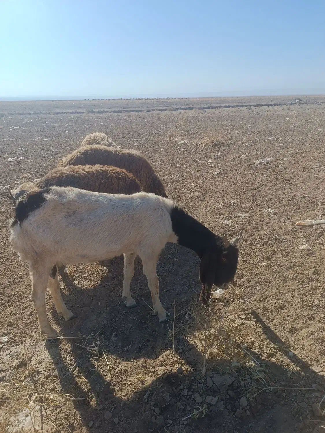 بز نژاد دار|حیوانات مزرعه|بوژگان, |دیوار